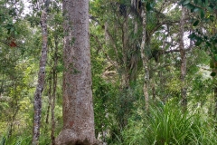 Kauri