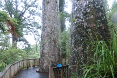 Kauri