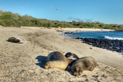 Seelöwnen am Strand