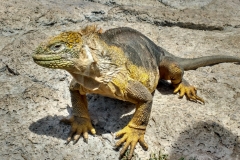 Land-Iguana