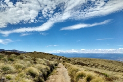 Tussock