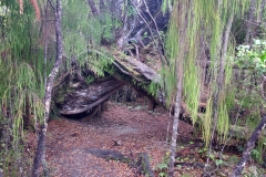 Rakiura Track
