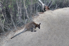 Wallaby