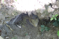 Tuatara bei Tag